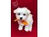 PoulaTo: Maltese Puppies